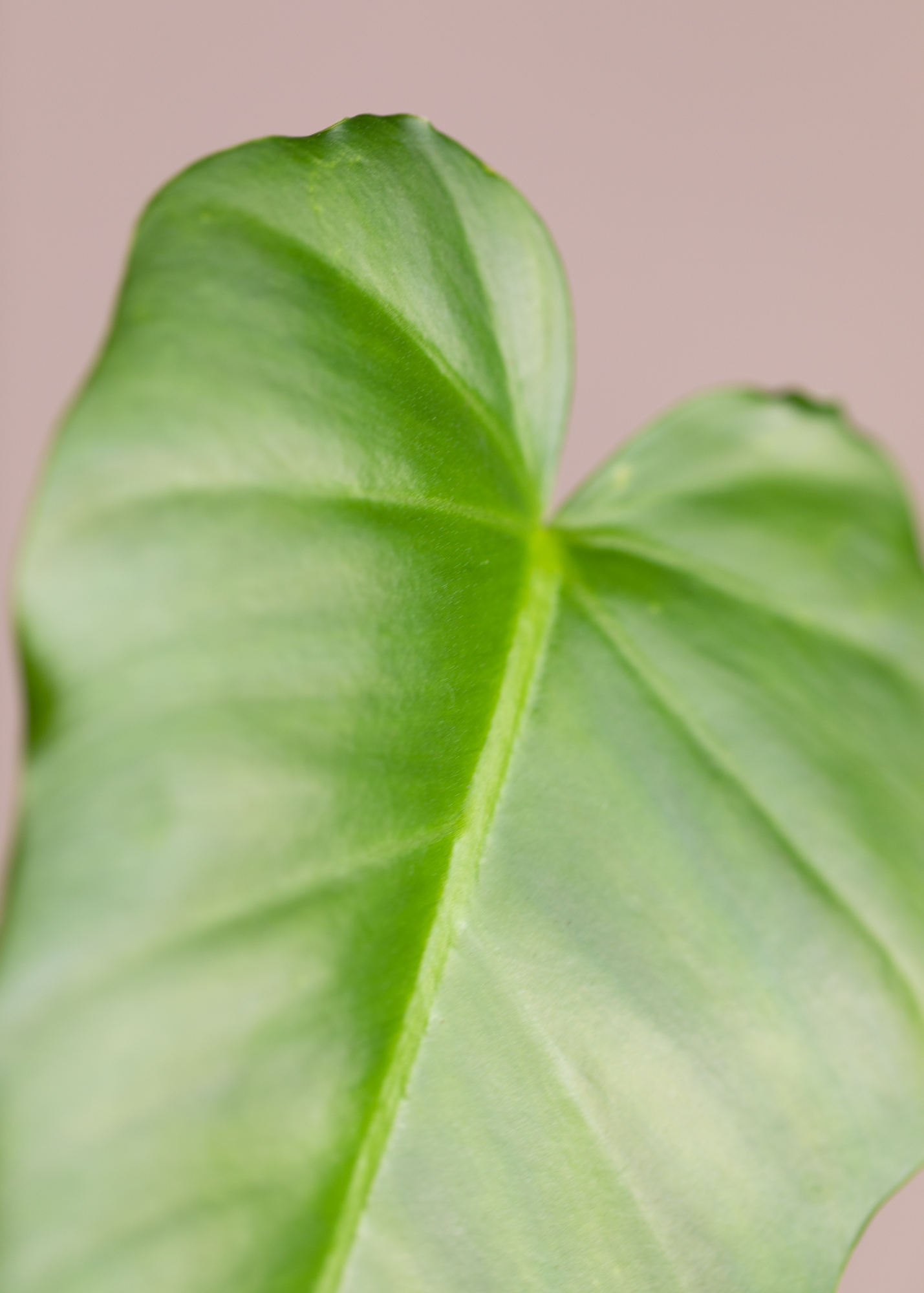 Philodendron Subincisum