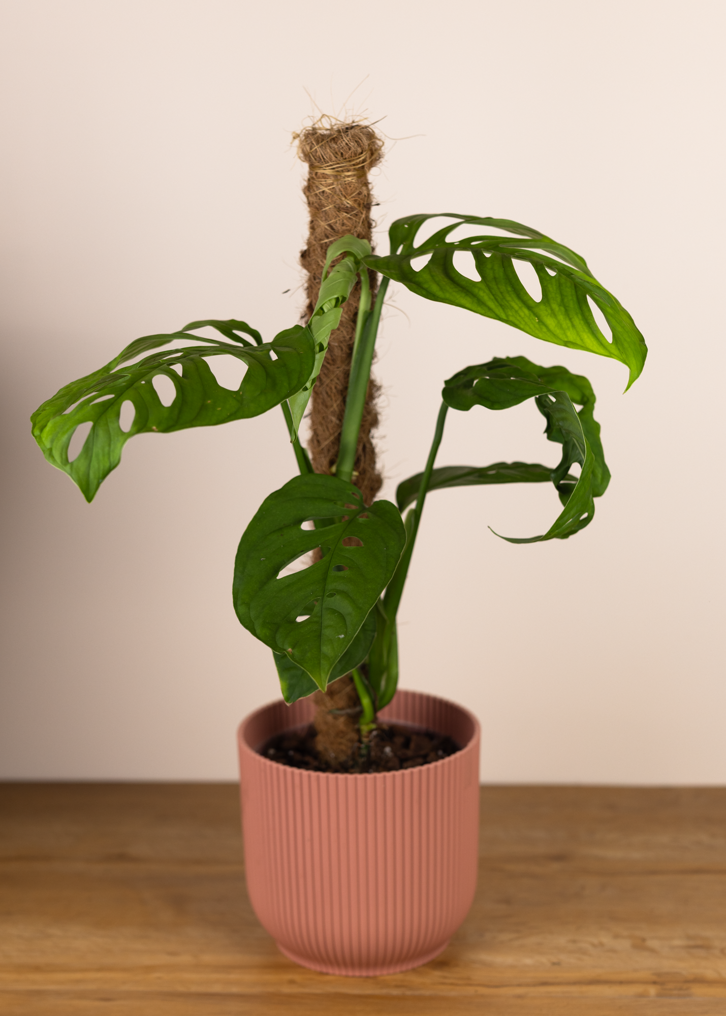 Monstera esqueleto