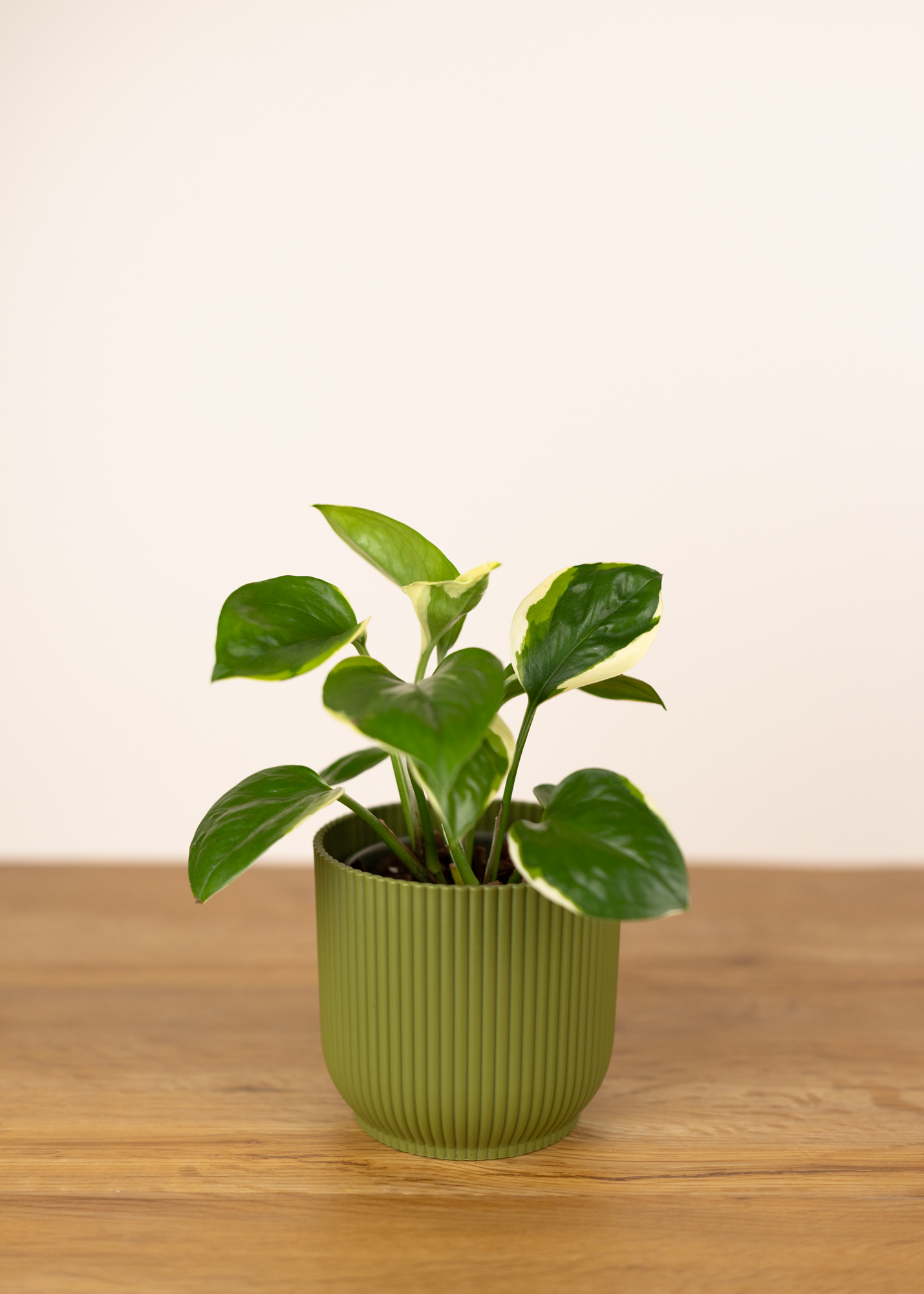 Epipremnum aureum manjula poonsin S