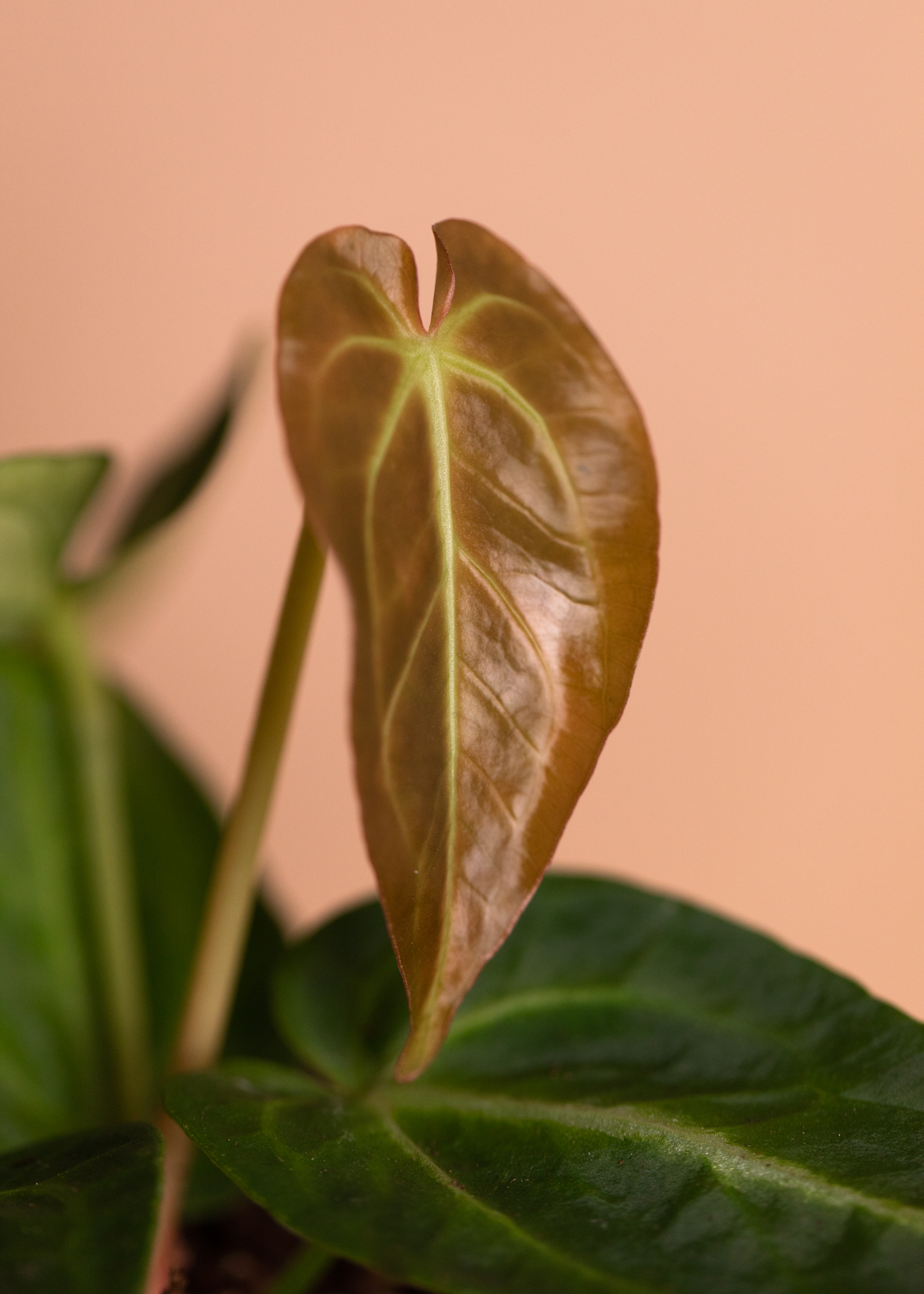 Anthurium Regale x Magnificum 1