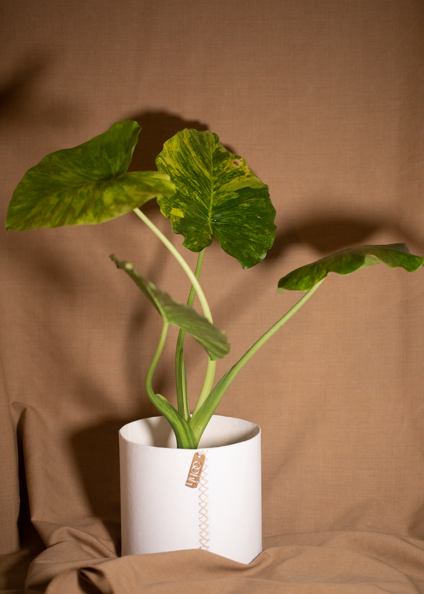 Alocasia Gageana Aurea Variegata Alocasia Gageana Aurea Variegata