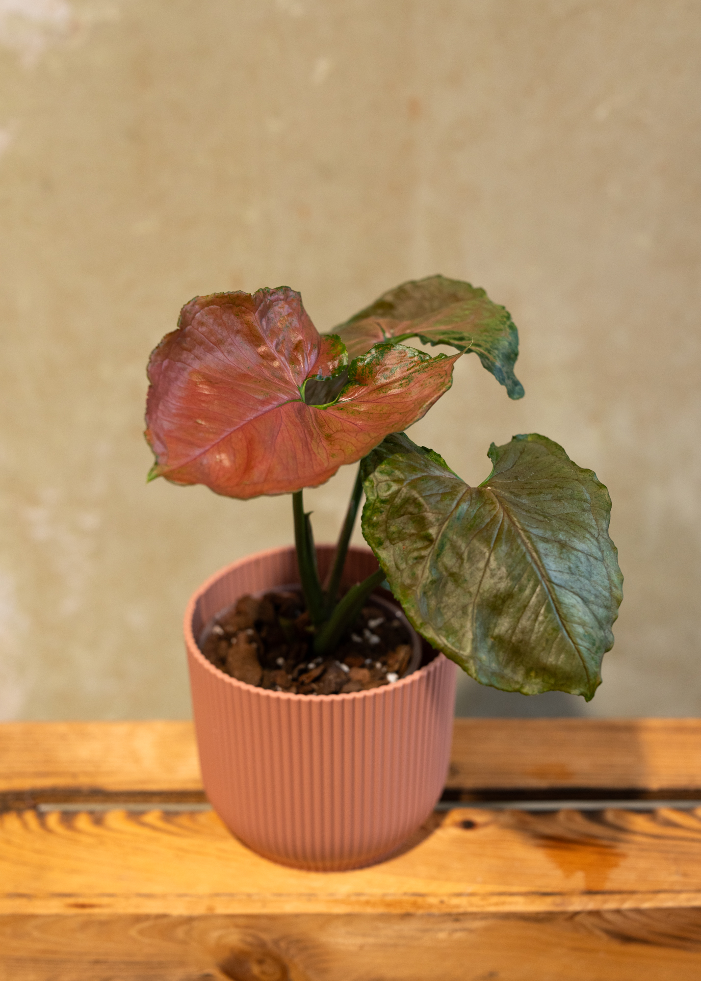 Syngonium Strawberry ice