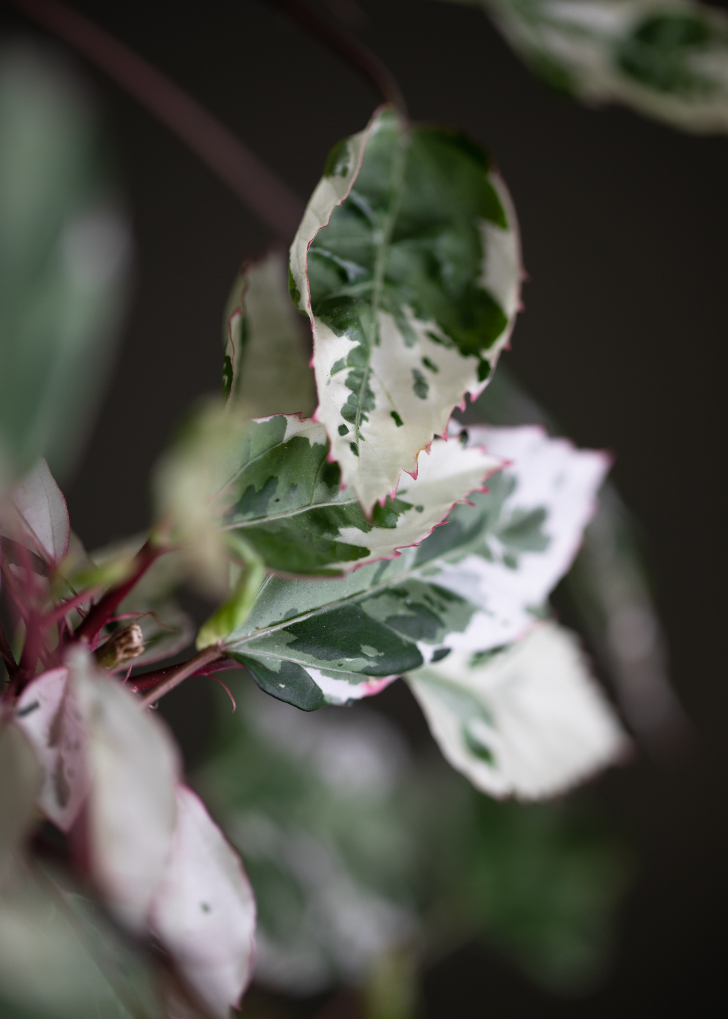 Hibiscus Rosa Sinensis Variegata 