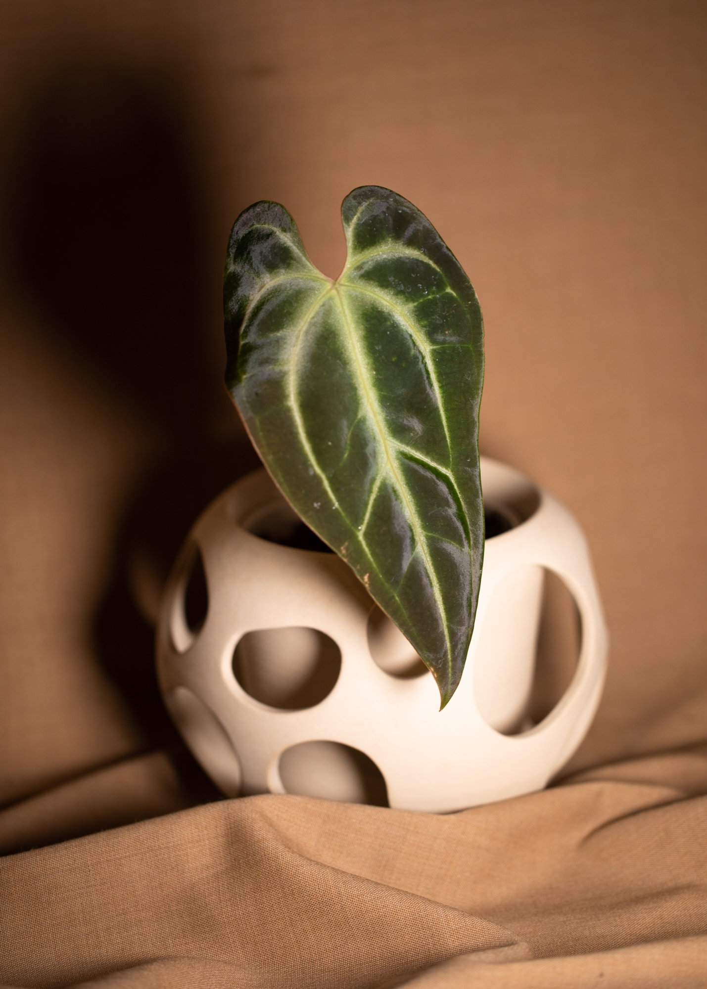 Anthurium Besseae aff Anthurium Besseae aff