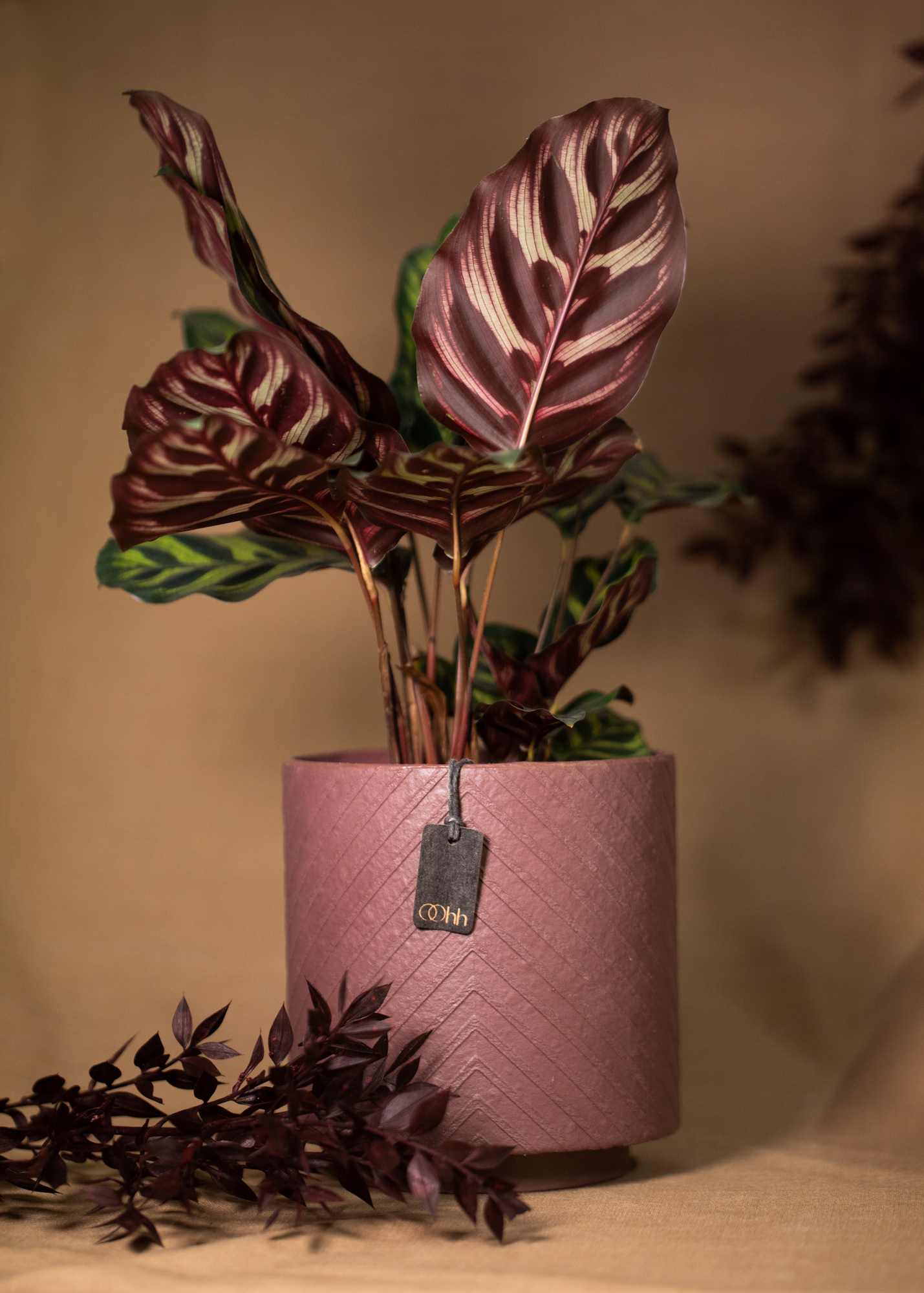 Louisiana pot, maroon Louisiana pot, maroon