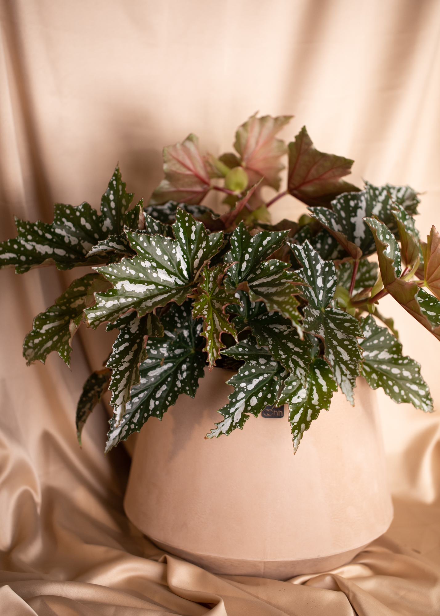Begonia sp. Begonia sp.