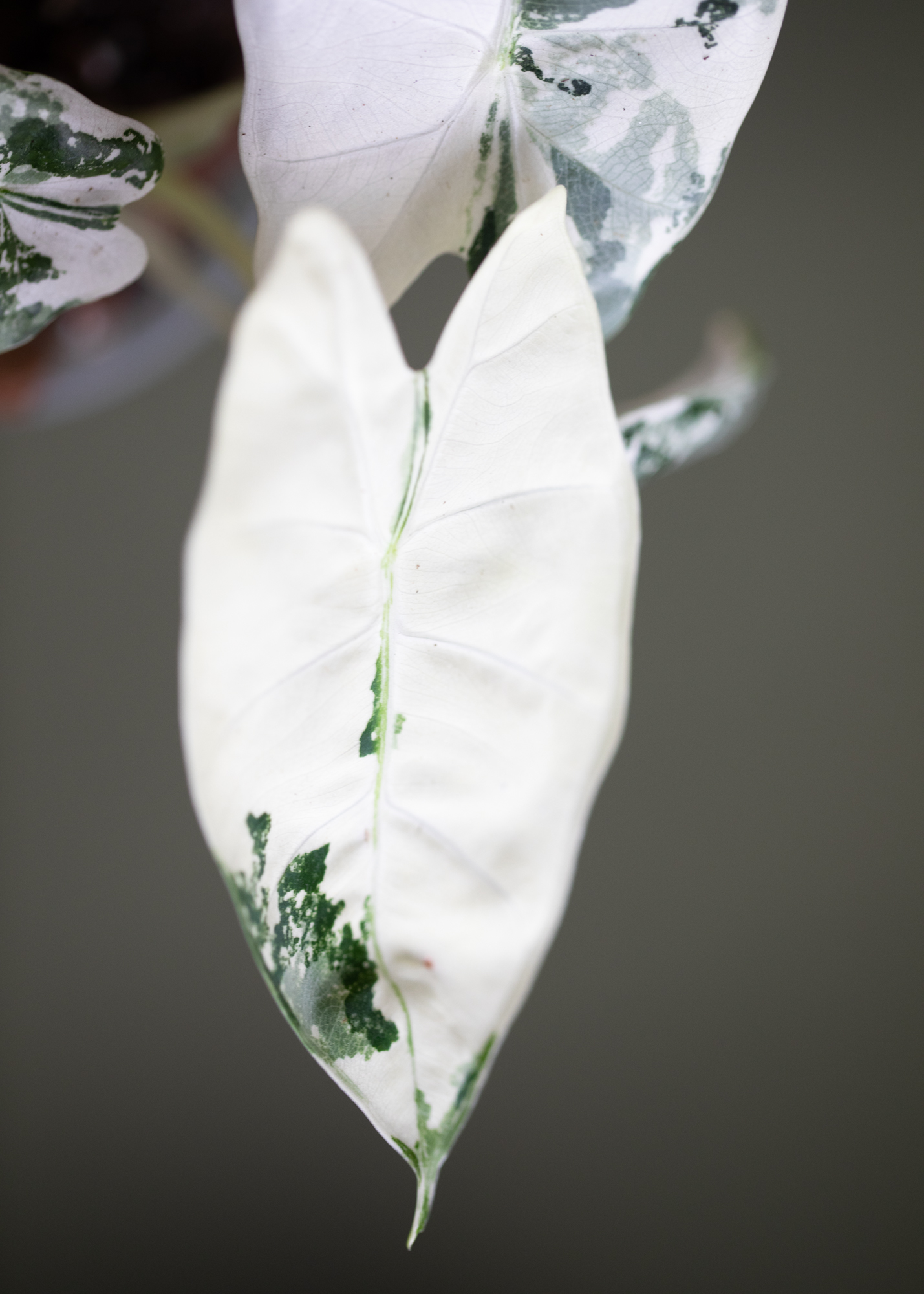Alocasia Micholitziana Frydek Variegata 3