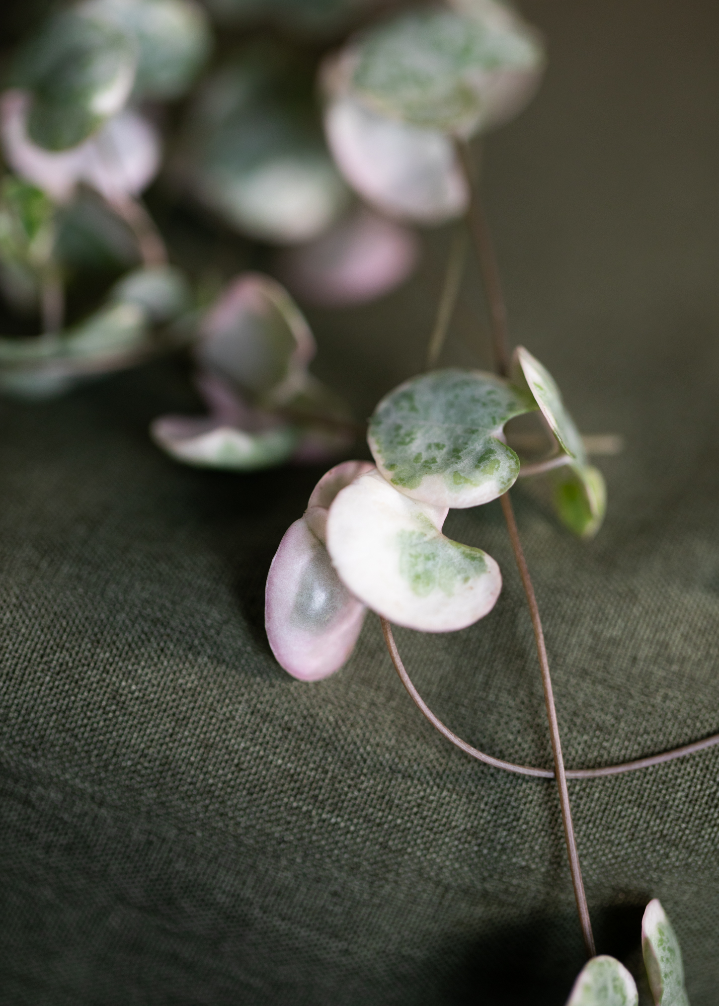 Ceropegia Woodii 'String of Hearts' Variegata Ceropegia Woodii 'String of Hearts' Variegata