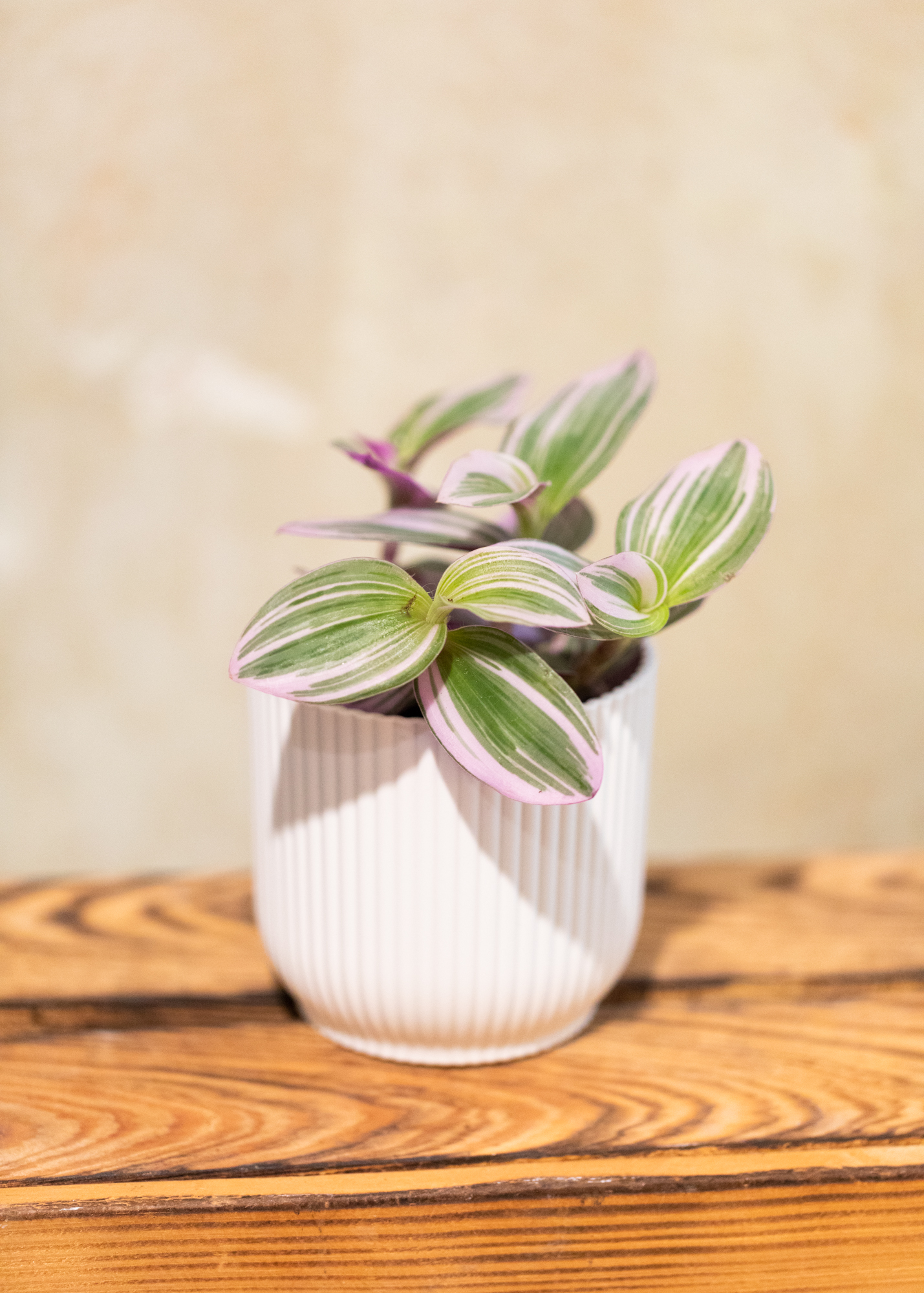 Tradescantia Albiflora Nanouk
