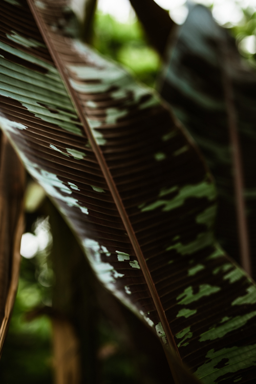 Musa Acuminata subsp. Zebrina