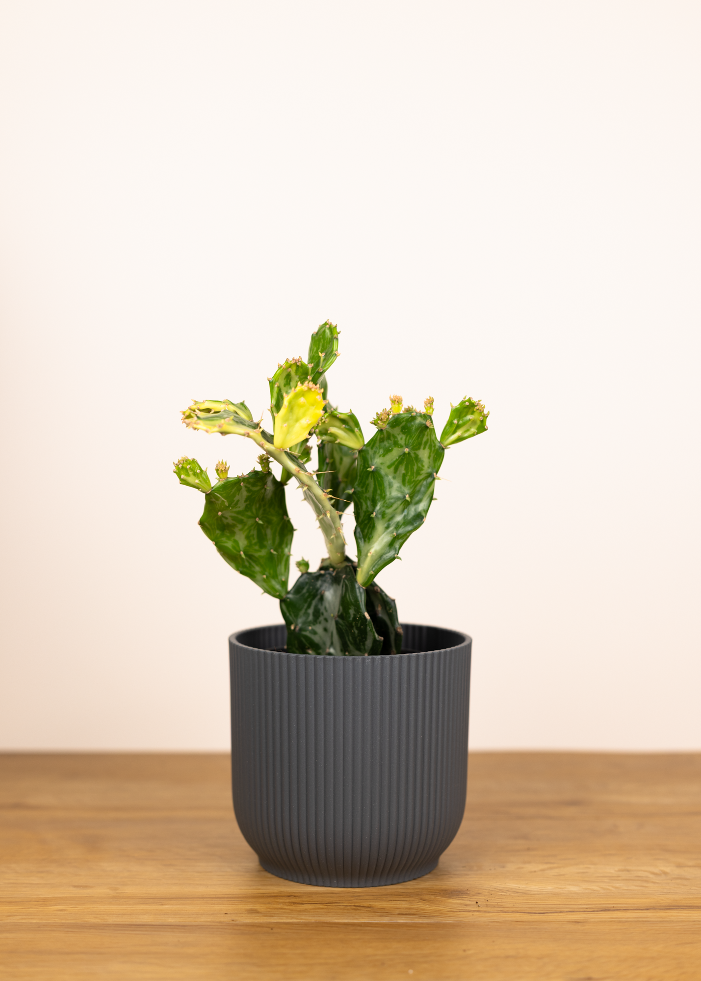 Opuntia jamaicensis variegata ghost