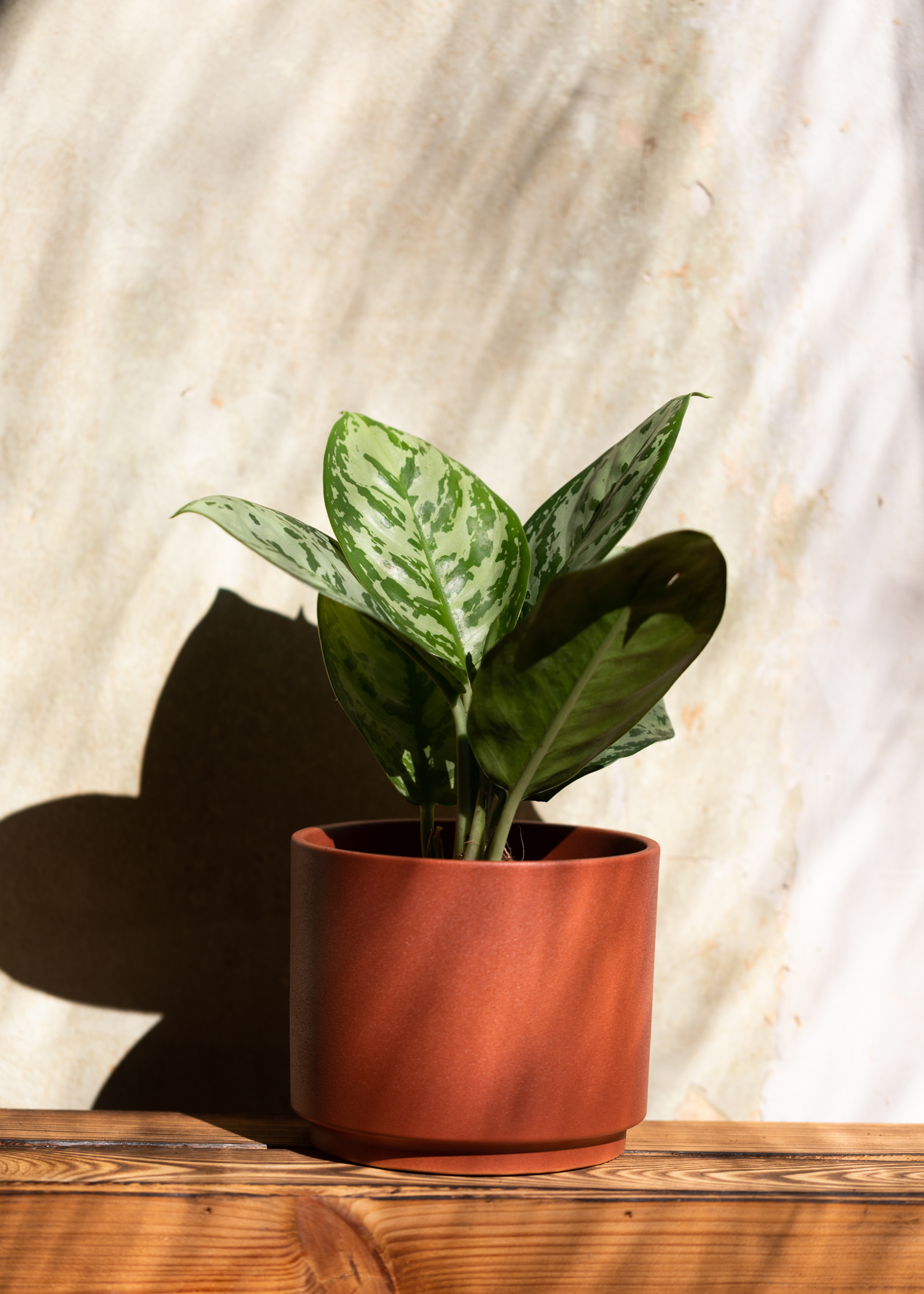Aglaonema jungle silver