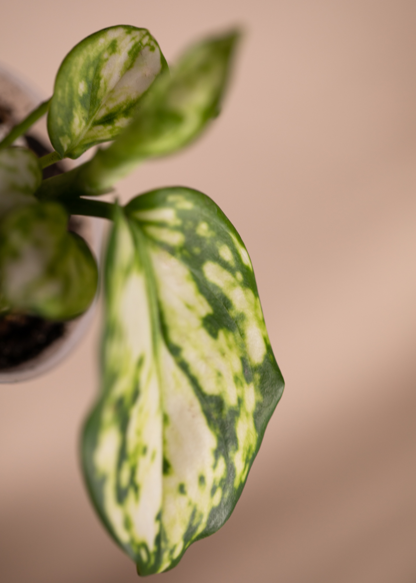 Aglaonema Snowflake