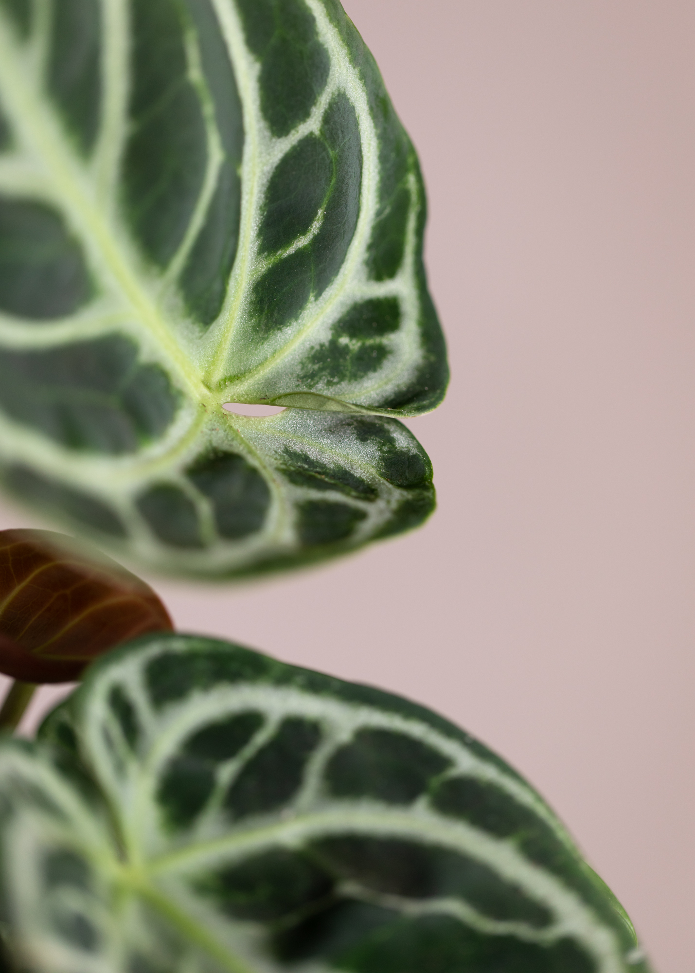 Anthurium Crystallinum Dorayaki