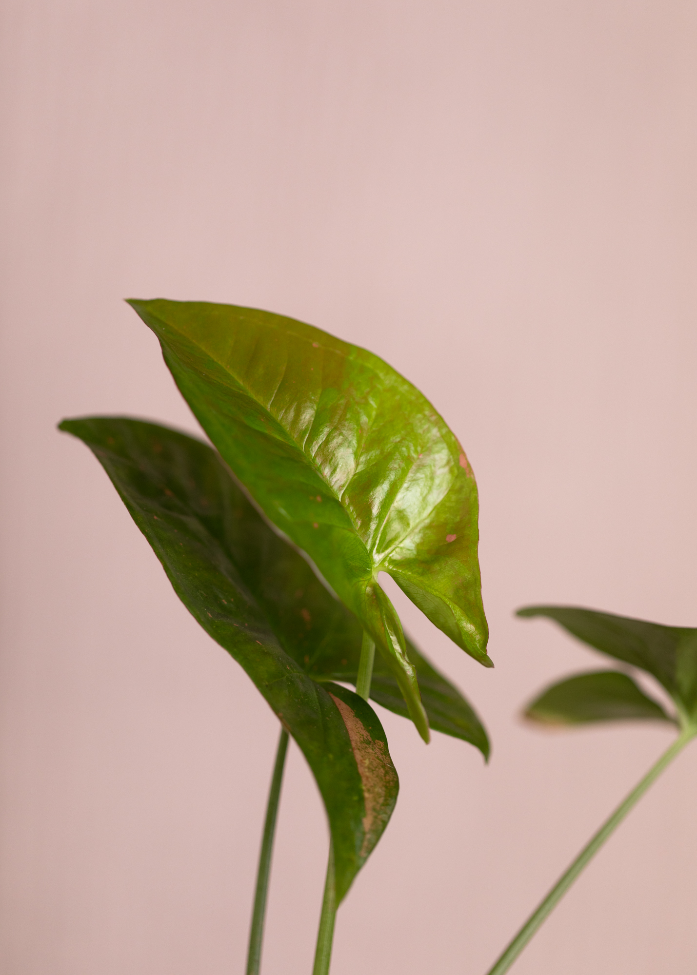 Syngonium Pink Splash Allusion 
