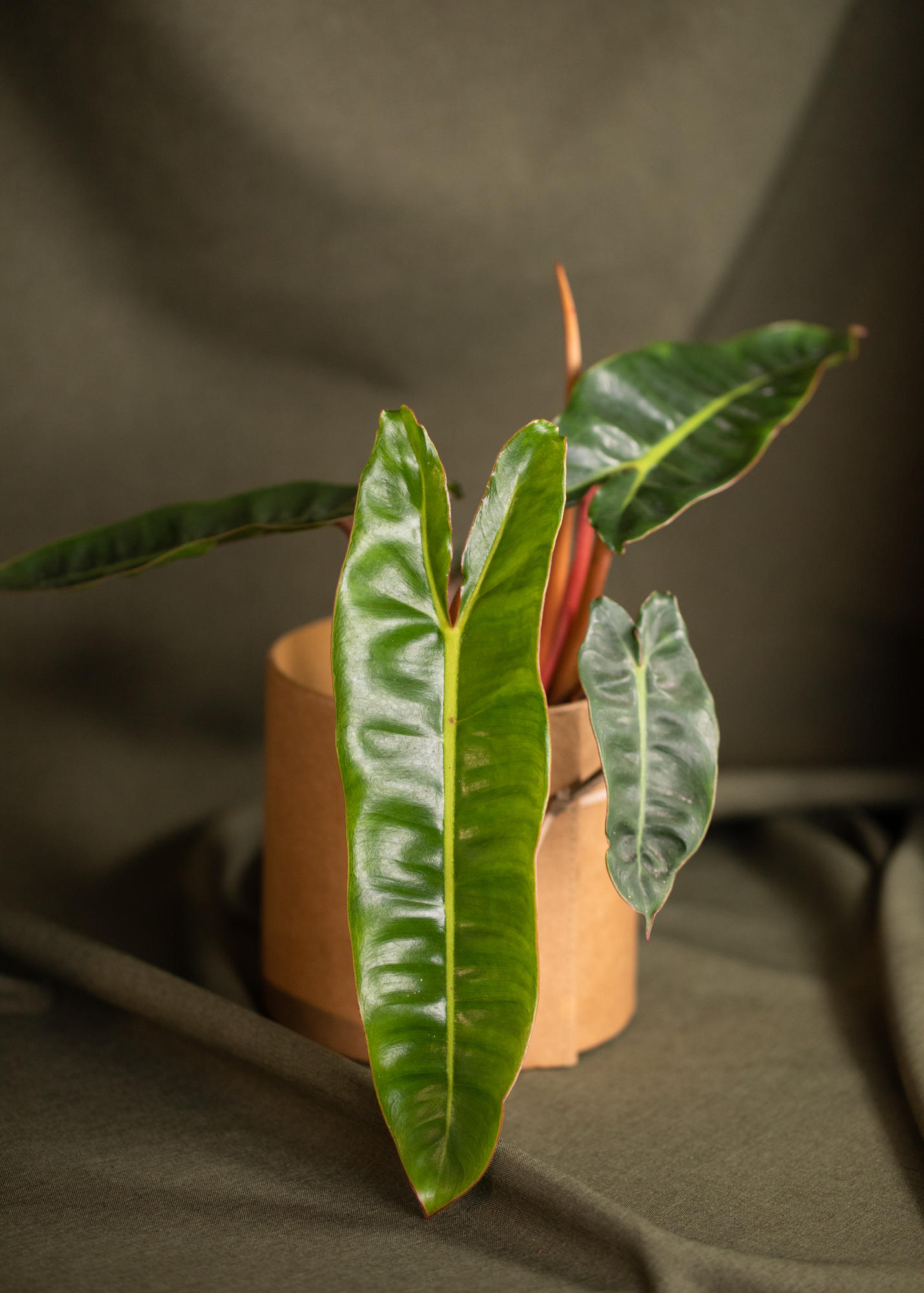Philodendron Billietiae Philodendron Billietiae