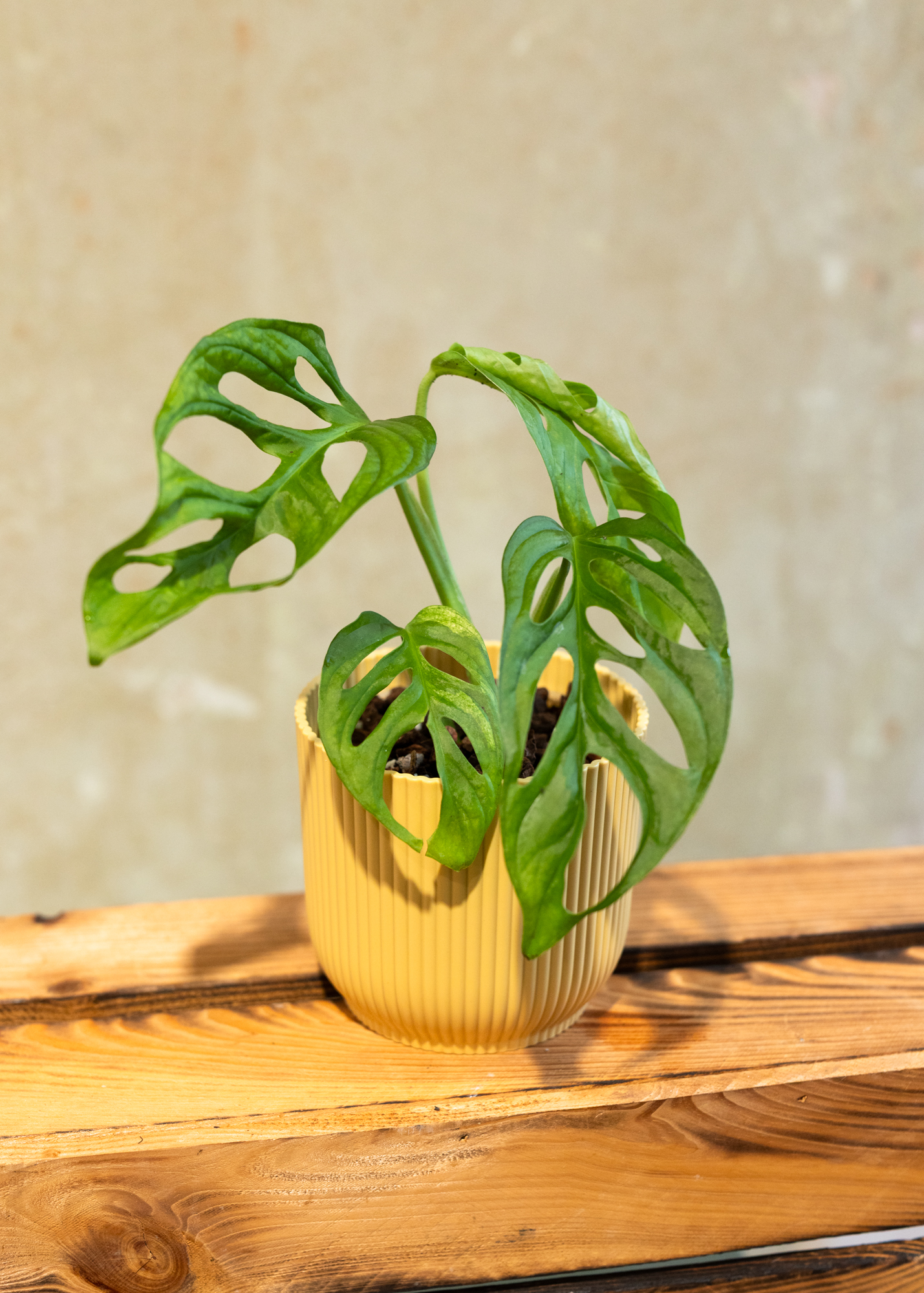 Monstera adansonii variegata 2