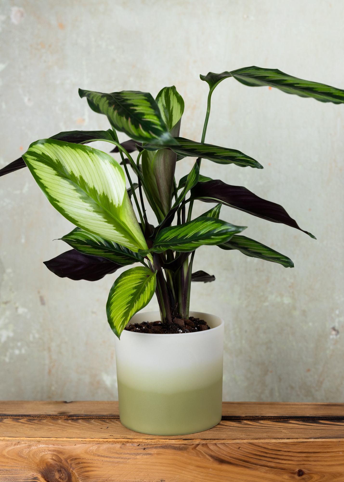 Goeppertia ornata 'Beauty Star'