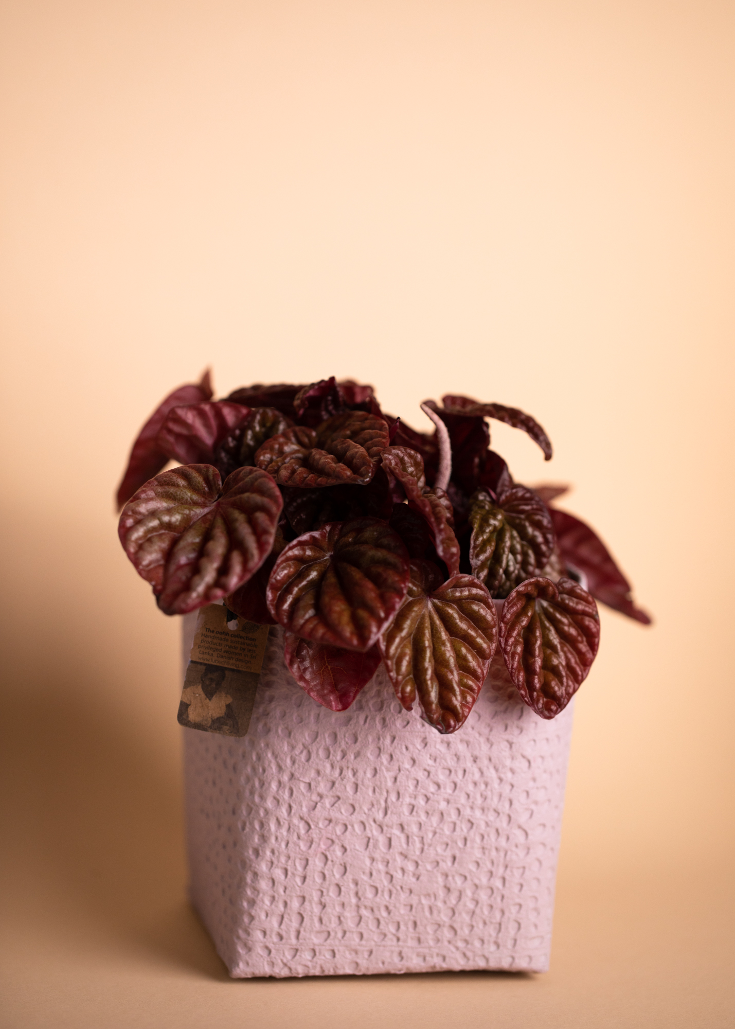 Peperomia Quito