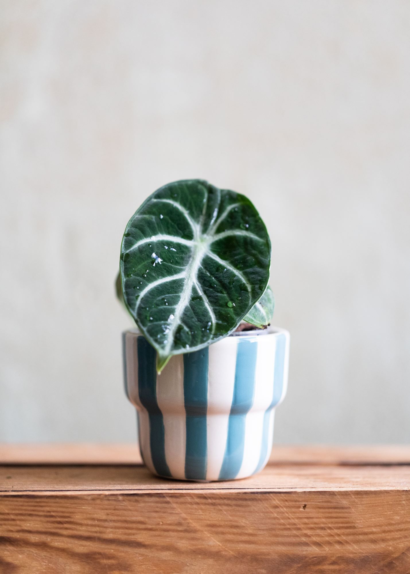 Alocasia ninja