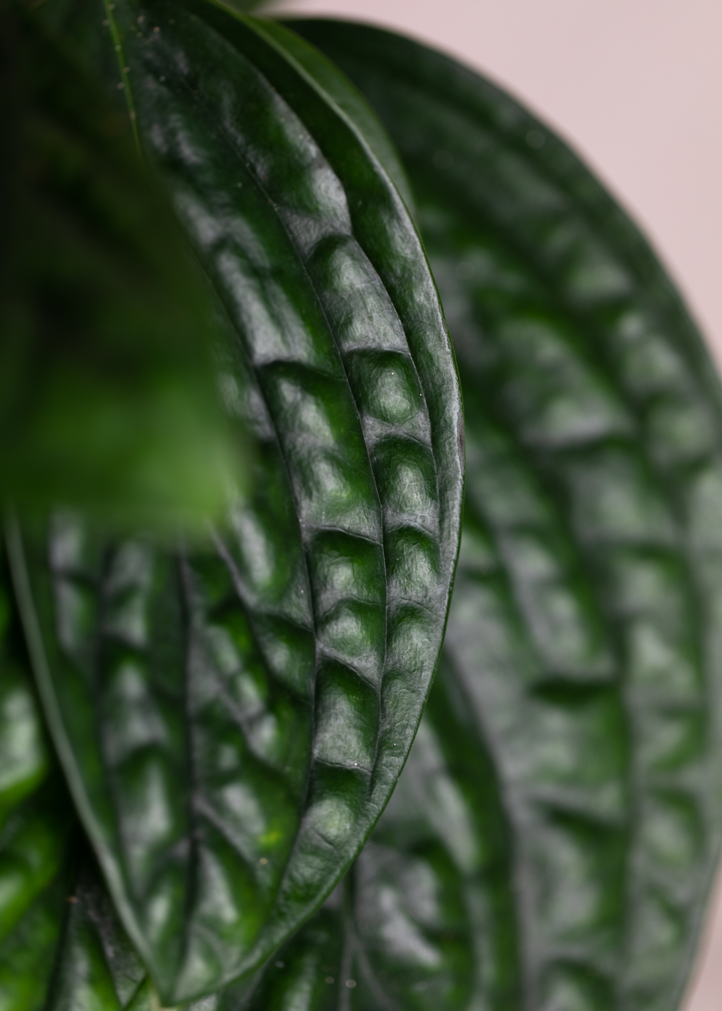 Monstera sp peru