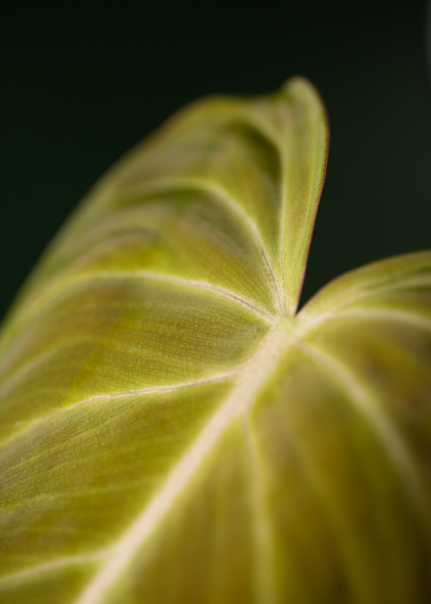 Philodendron Glorious Philodendron Glorious