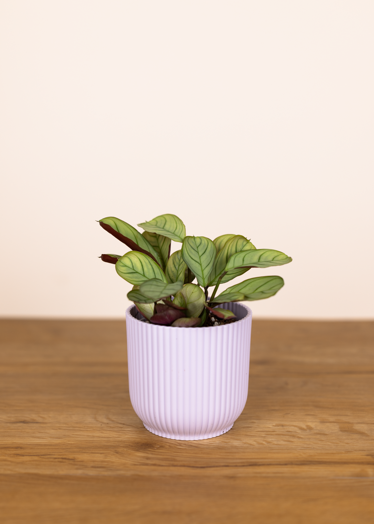 Ctenanthe Burle Marxii Amagris