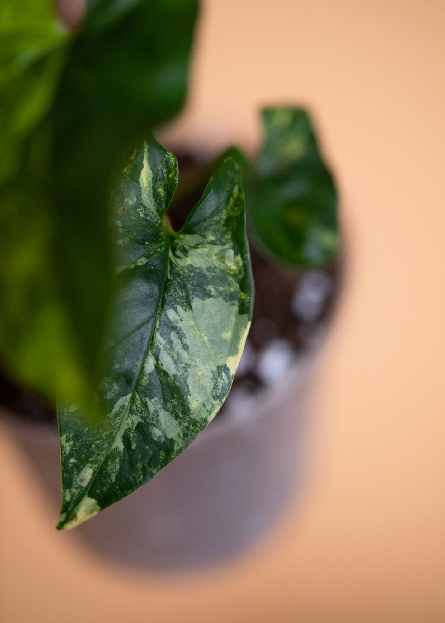 Syngonium Podophyllum Aurea Variegata 3