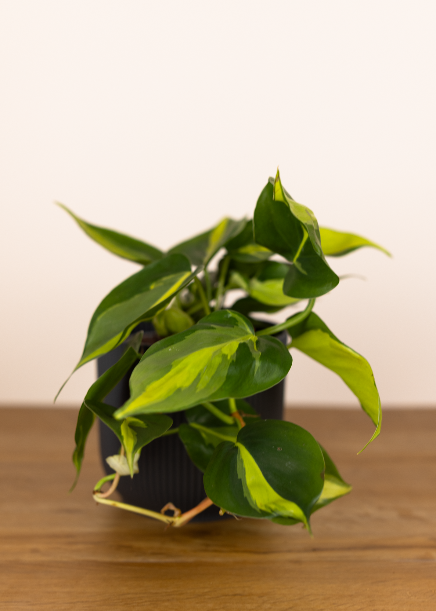 Philodendron hederaceum var oxycardium brasil