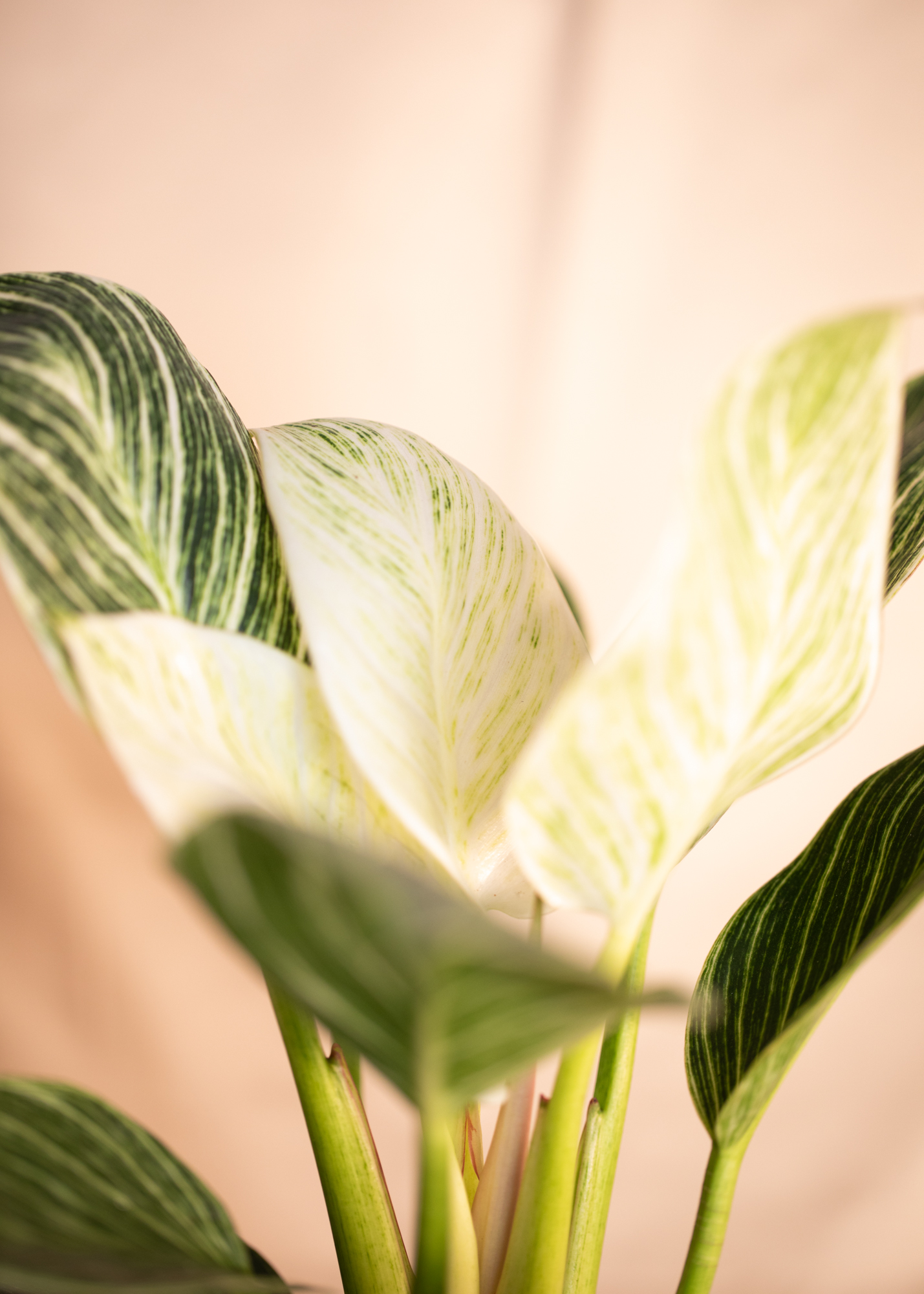 Philodendron Birkin
