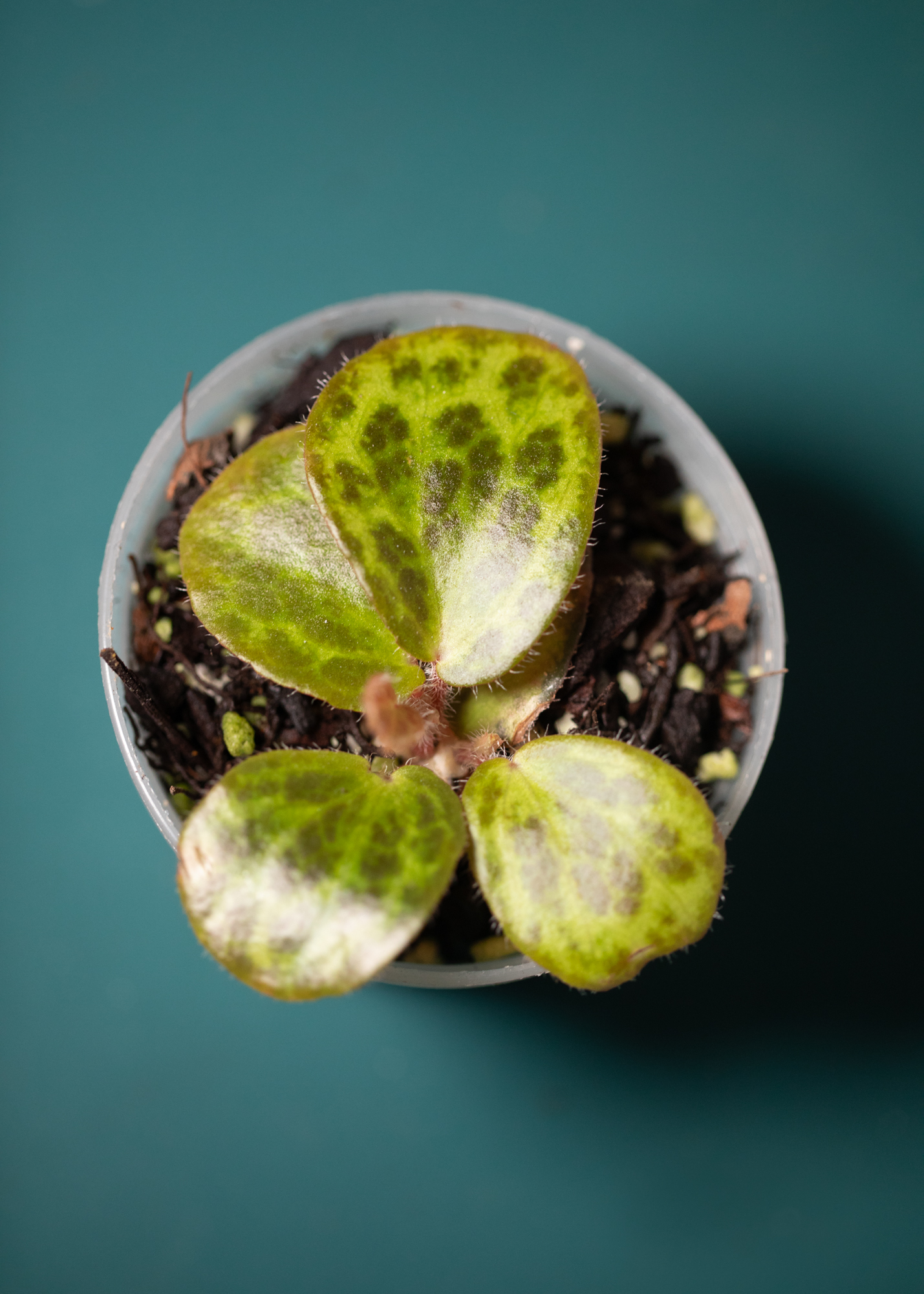 Begonia Blancii Mottled Begonia Blancii Mottled