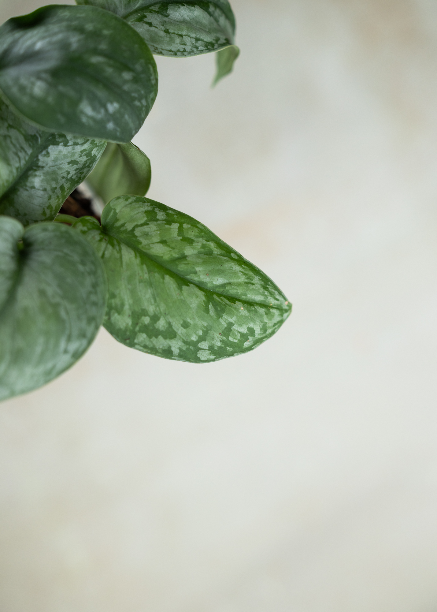 Scindapsus sp. kalimantan green form