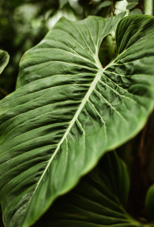 Philodendron Ornatum