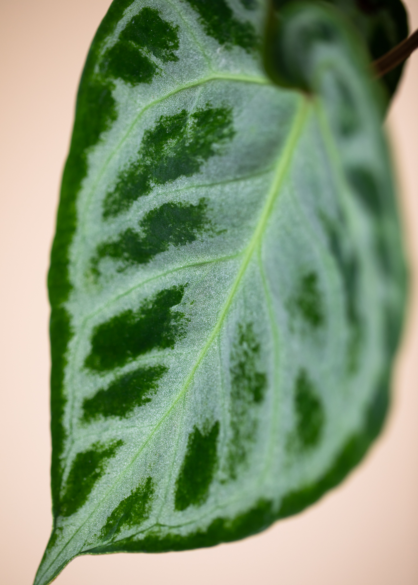 Anthurium Crystallinum Silver Blush L