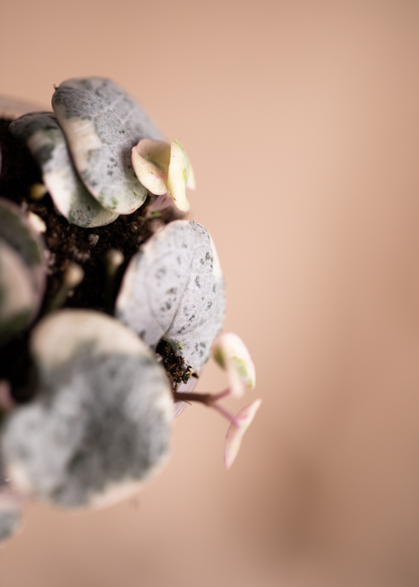 Ceropegia Woodii 'String of Hearts' Variegata
