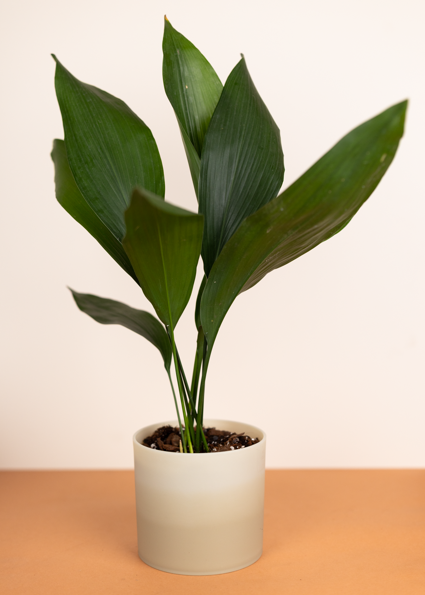 Aspidistra elatior