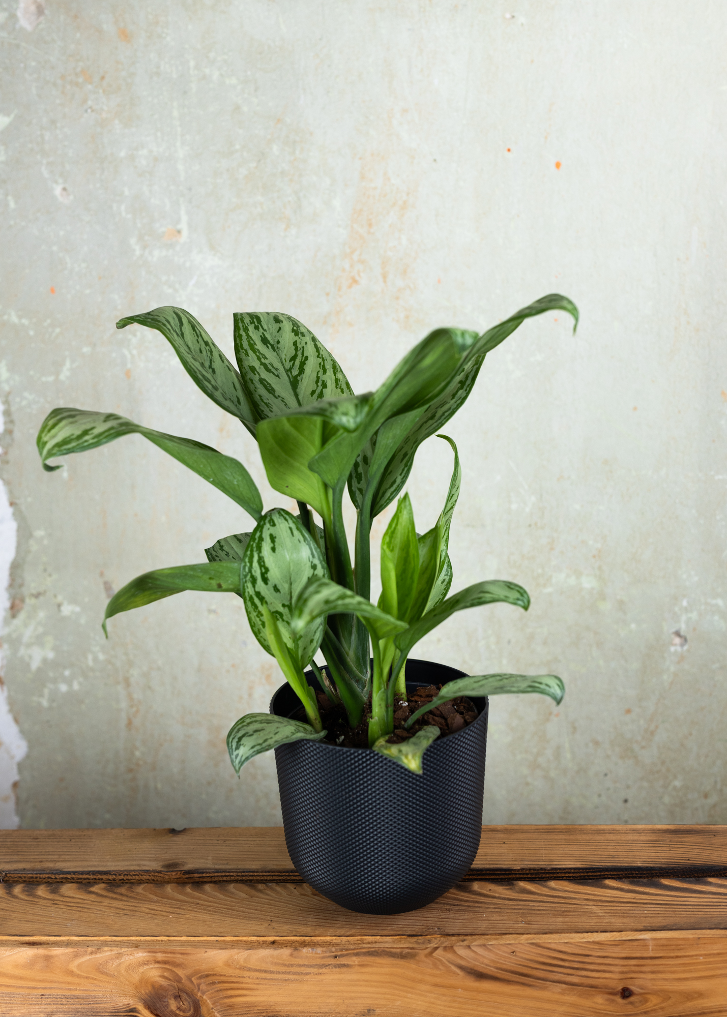 Aglaonema maria christina