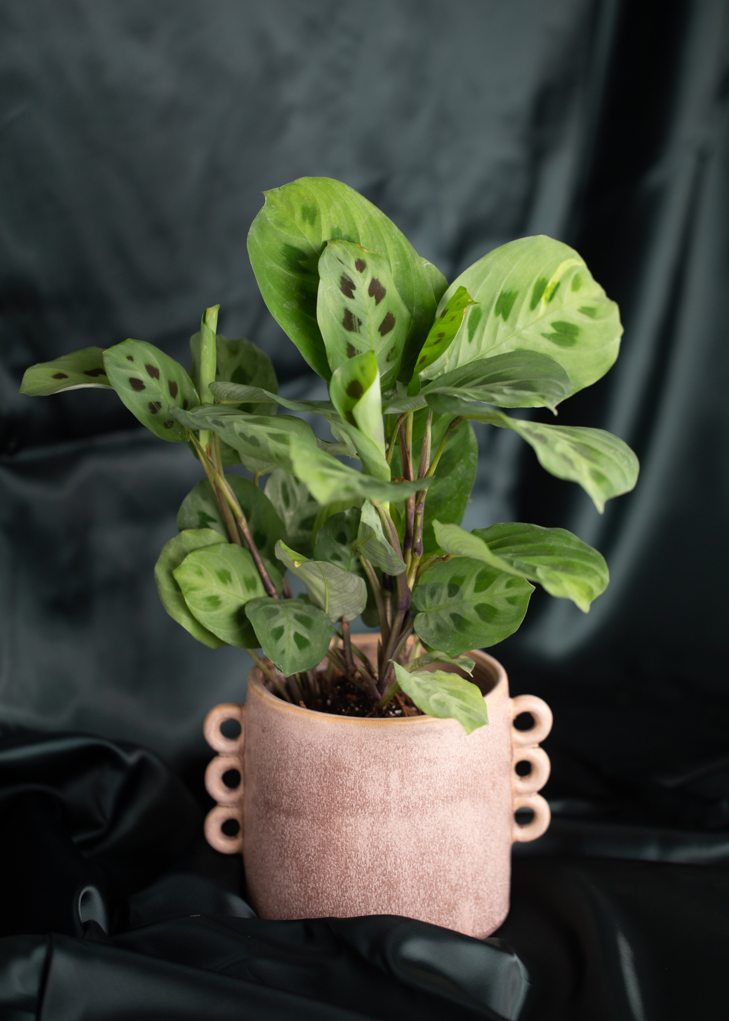 Maranta Kerochevana Maranta Kerochevana