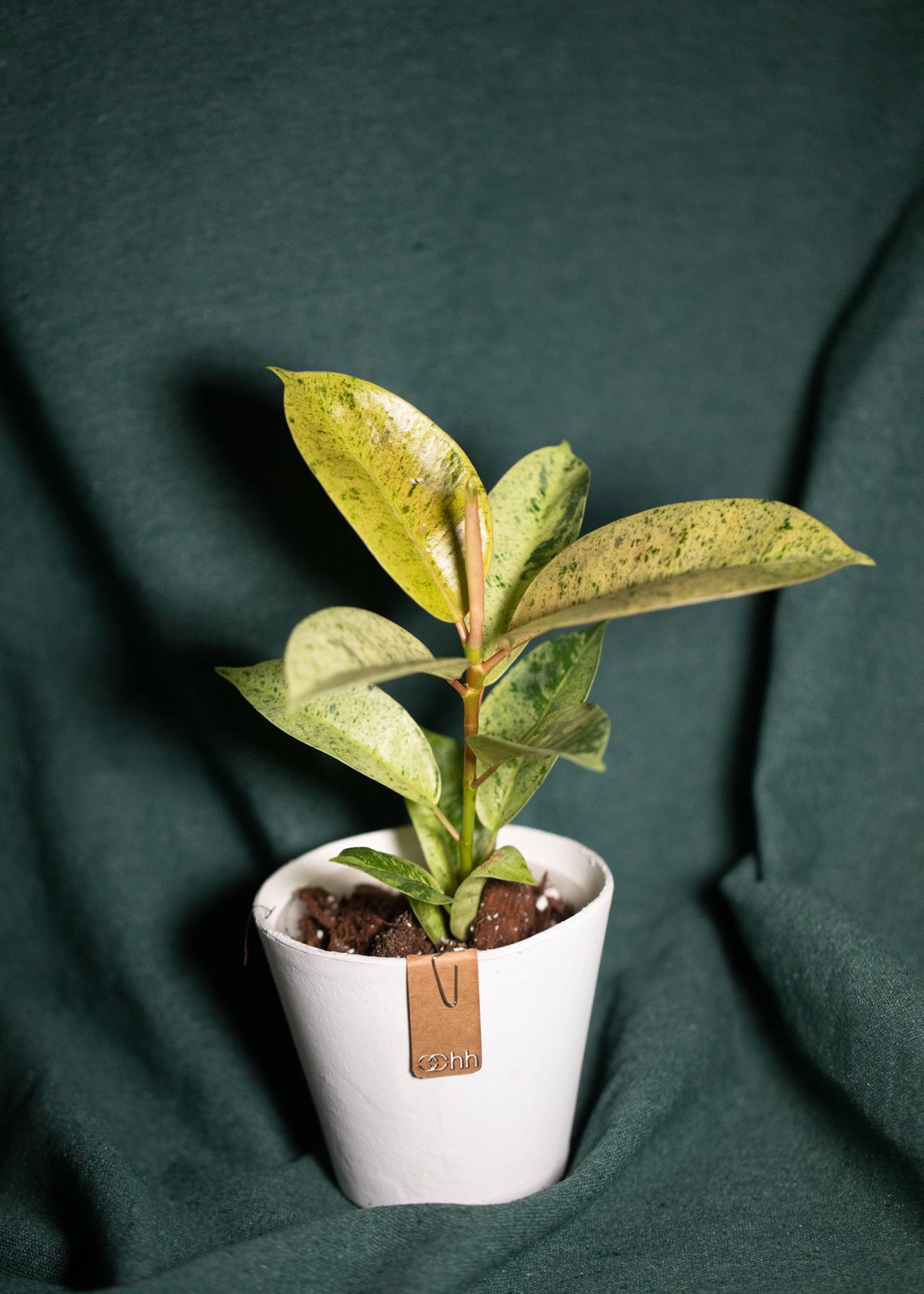 Ficus Shivereana Moonshine Ficus Shivereana Moonshine