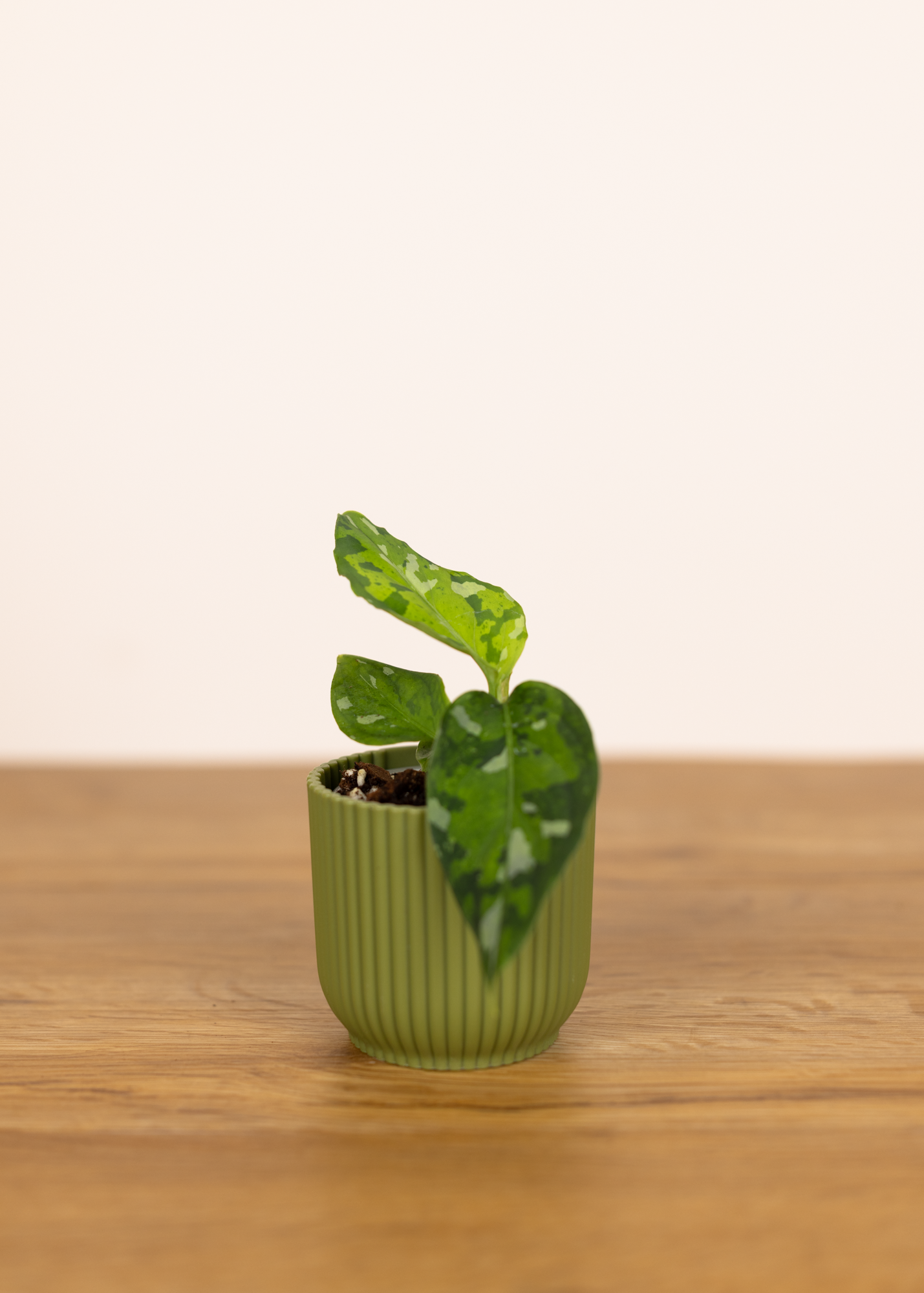 Aglaonema Pictum Tricolor XS