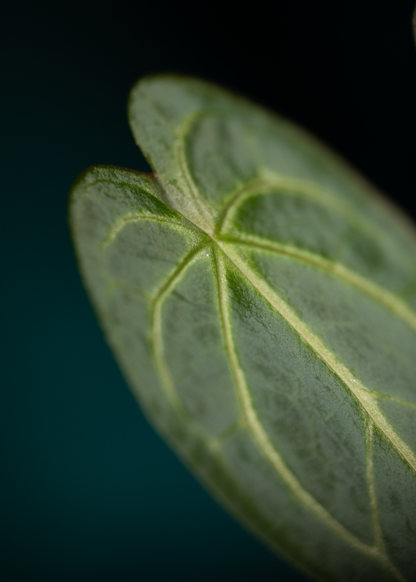 Anthurium Forgetii Hybrid Anthurium Forgetii Hybrid