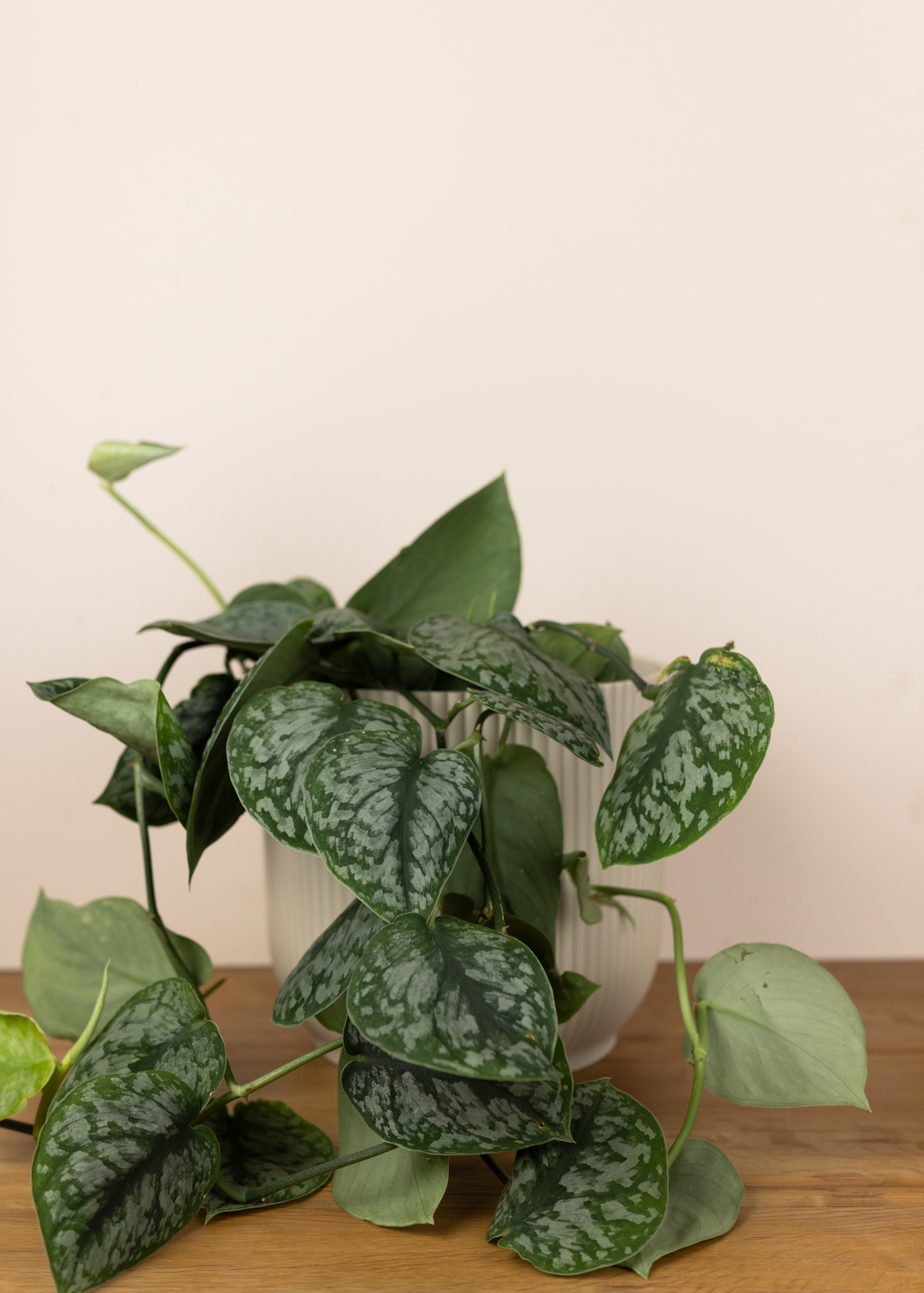 Scindapsus silver splash L