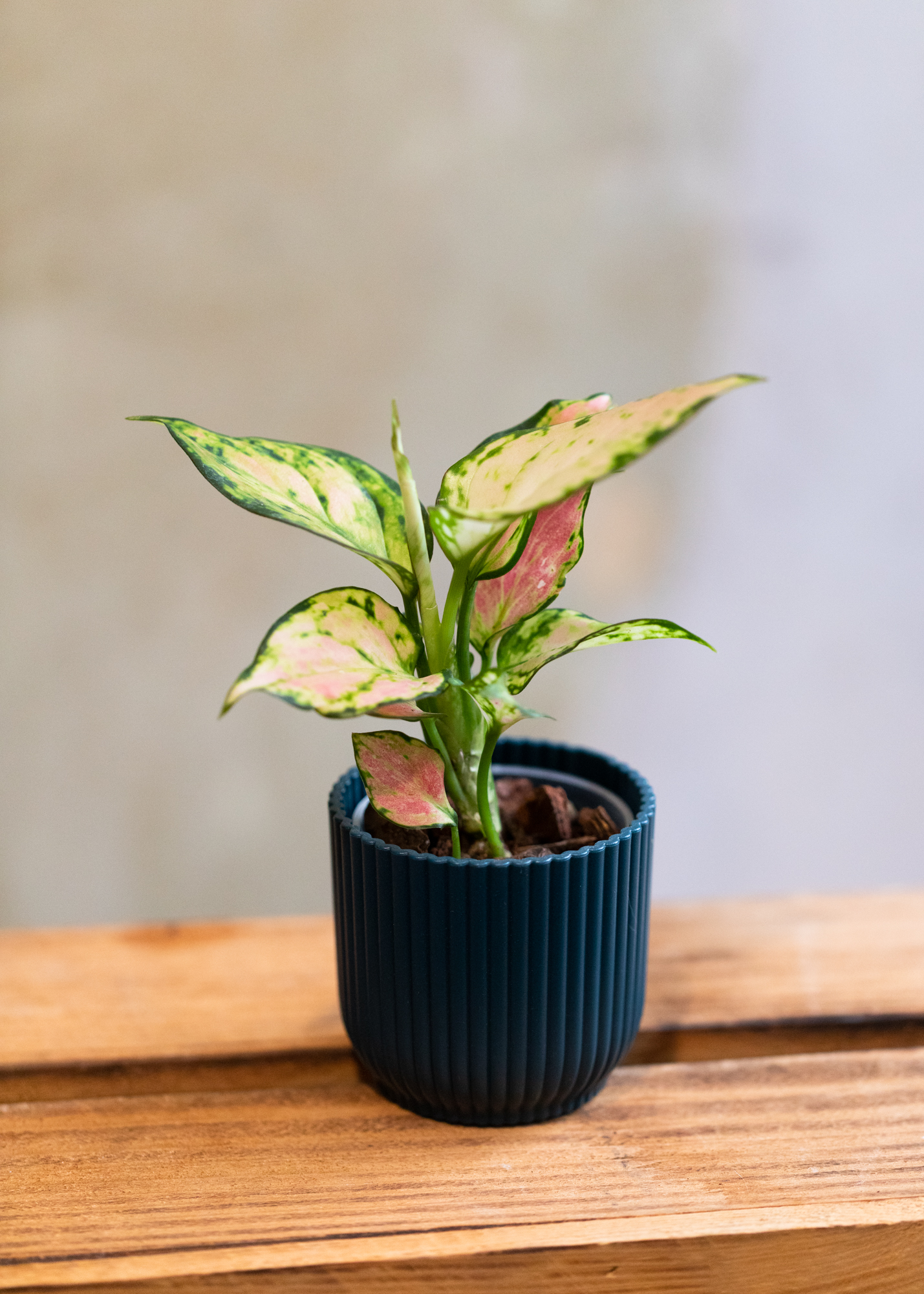 Aglaonema dud anyamanee XS