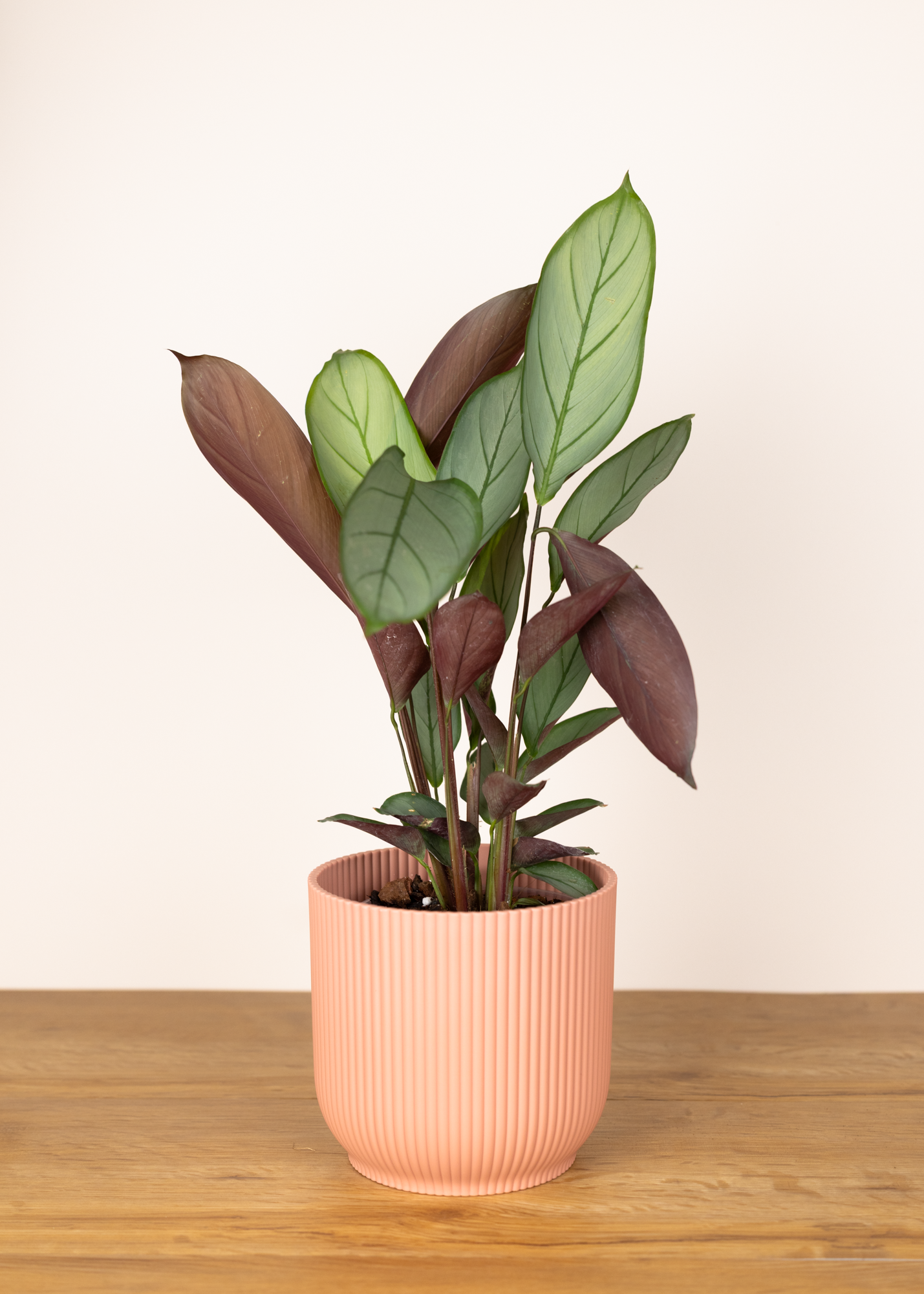 Ctenathe setosa silver star 