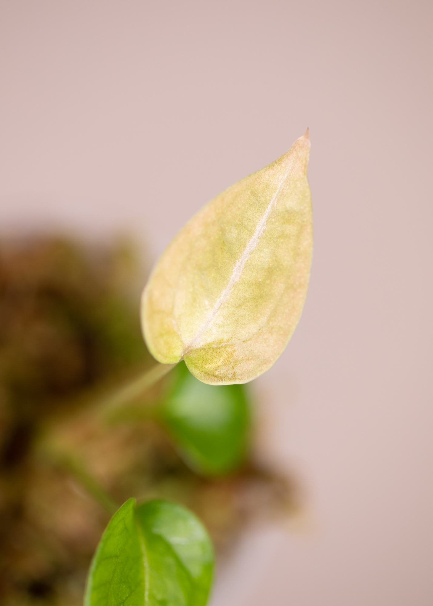 Anthurium Forgetii White Stripes
