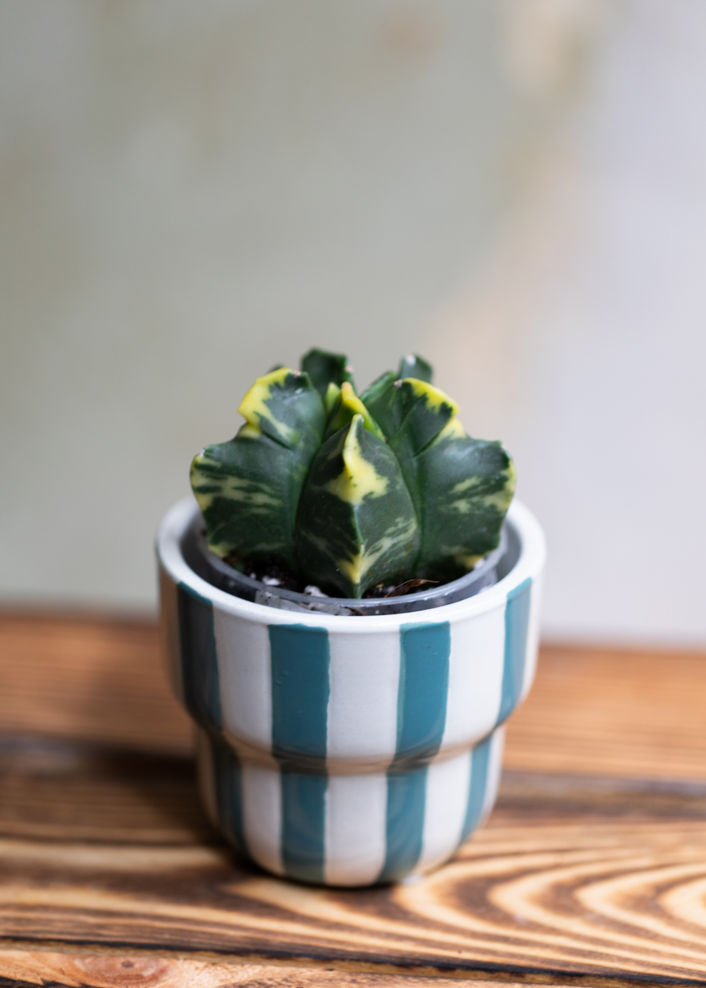 Astrophytum Myriostigma Variegata 5