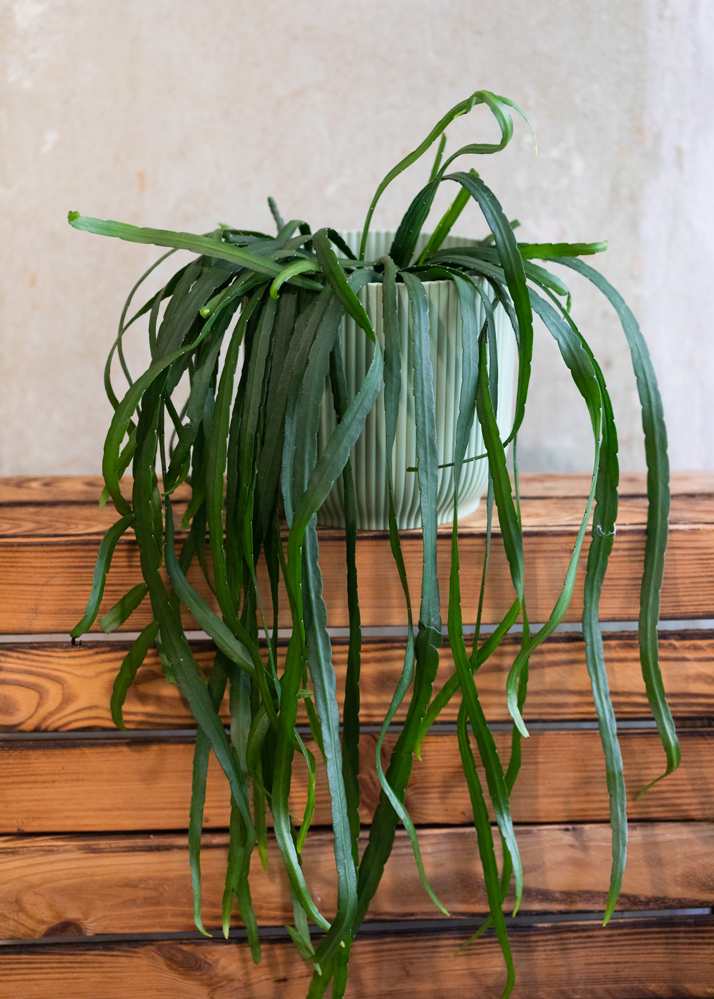 Lepismium bolivianum 