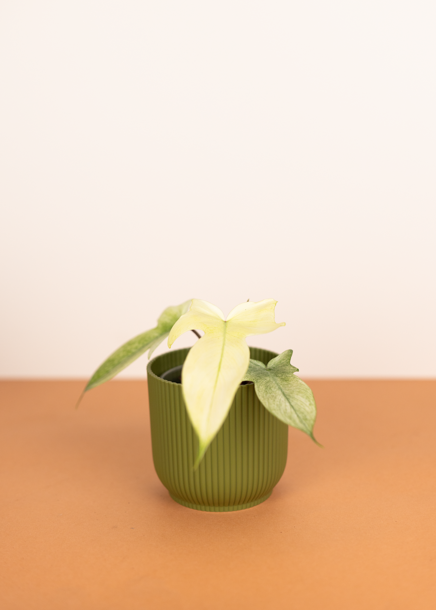 Philodendron Florida Ghost M