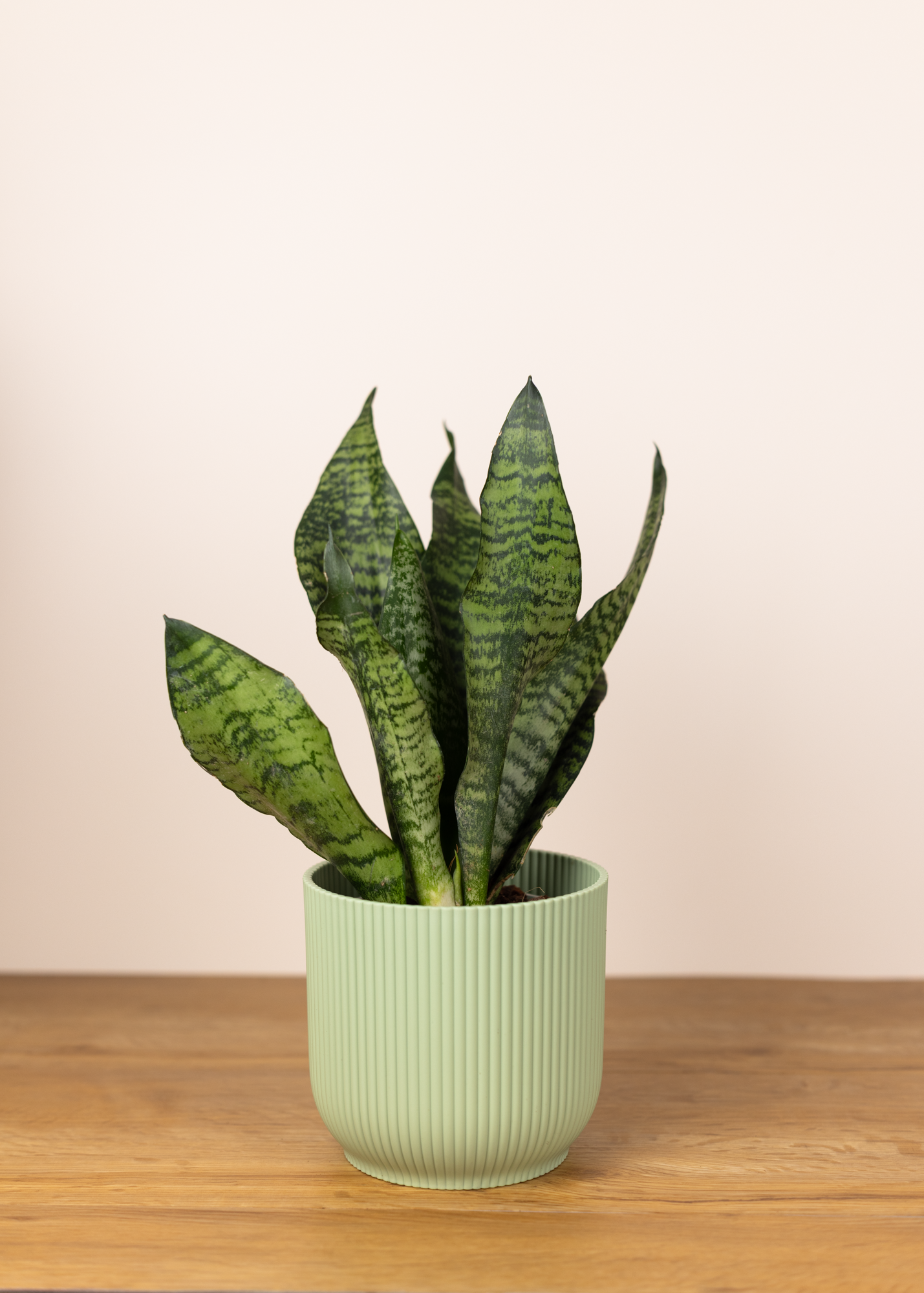 Sansevieria (Dracaena) zeylanica