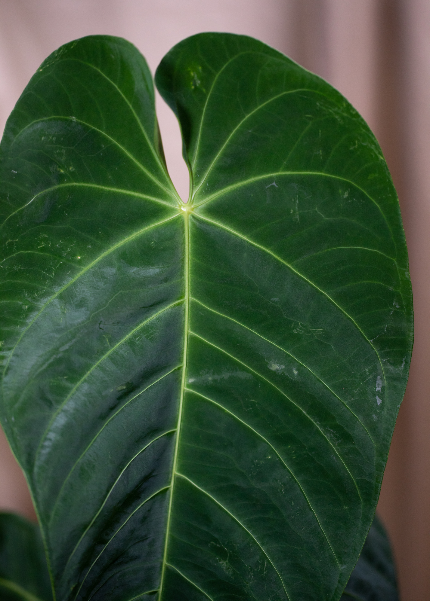 Anthurium Queremalense